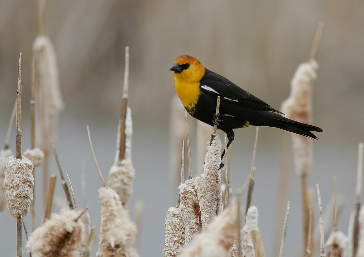 Yellow-headed Blackbird - ML78149961