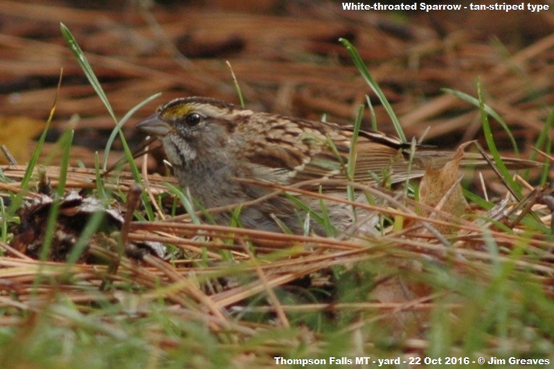 White-throated Sparrow - Jim Greaves