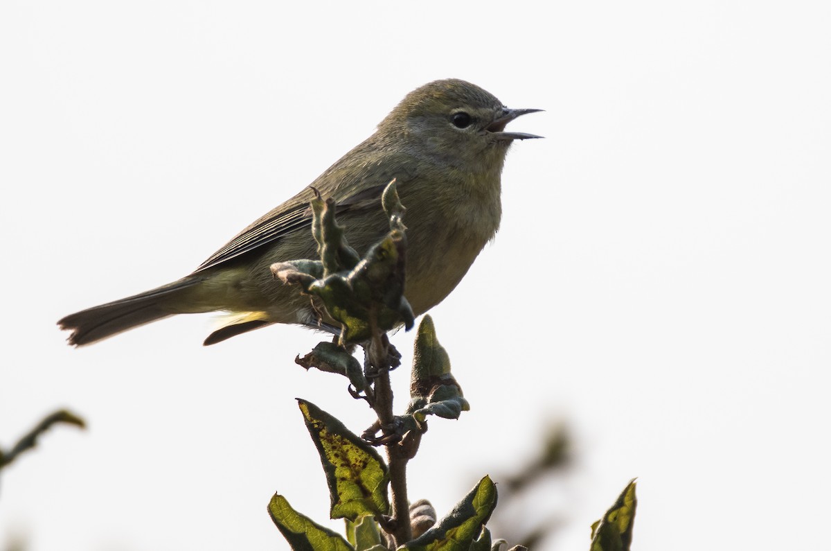 Reinita Coroninaranja (lutescens) - ML78151011