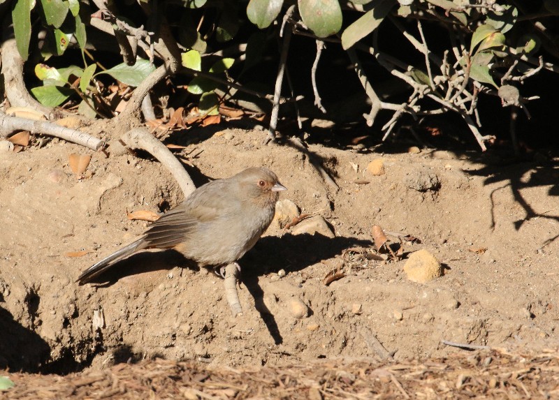 California Towhee - Millie and Peter Thomas