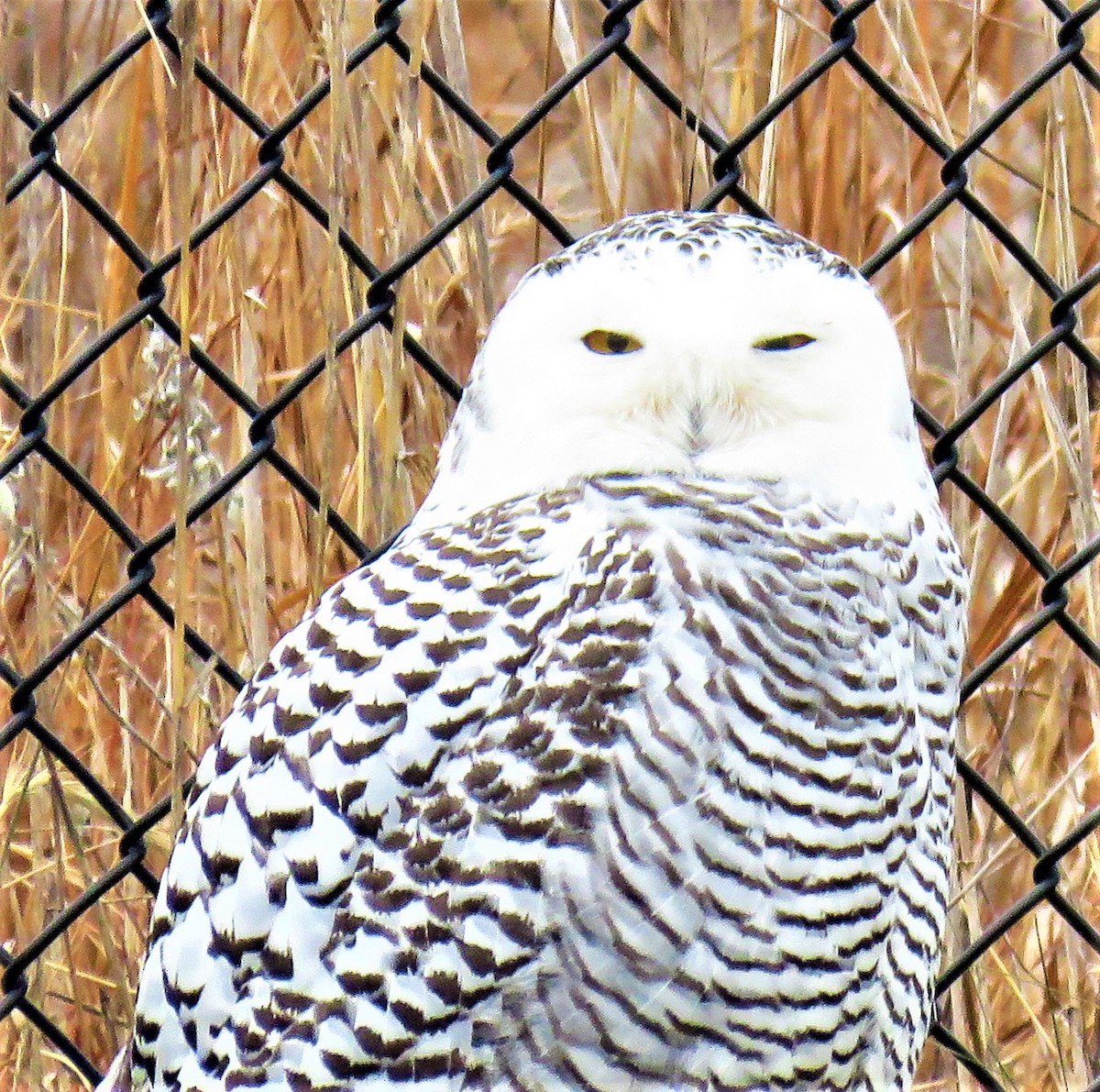 Snowy Owl - ML78155761