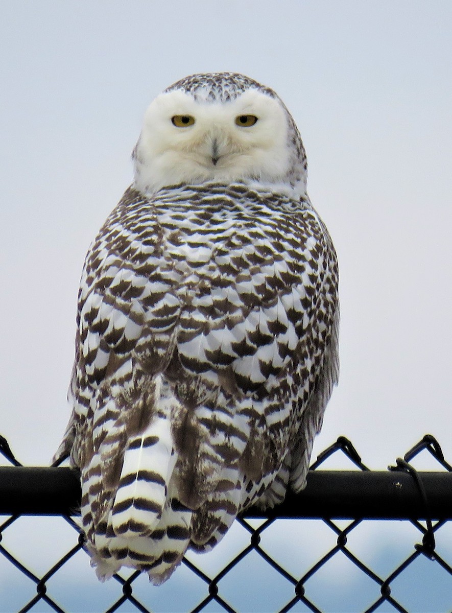 Snowy Owl - ML78155781