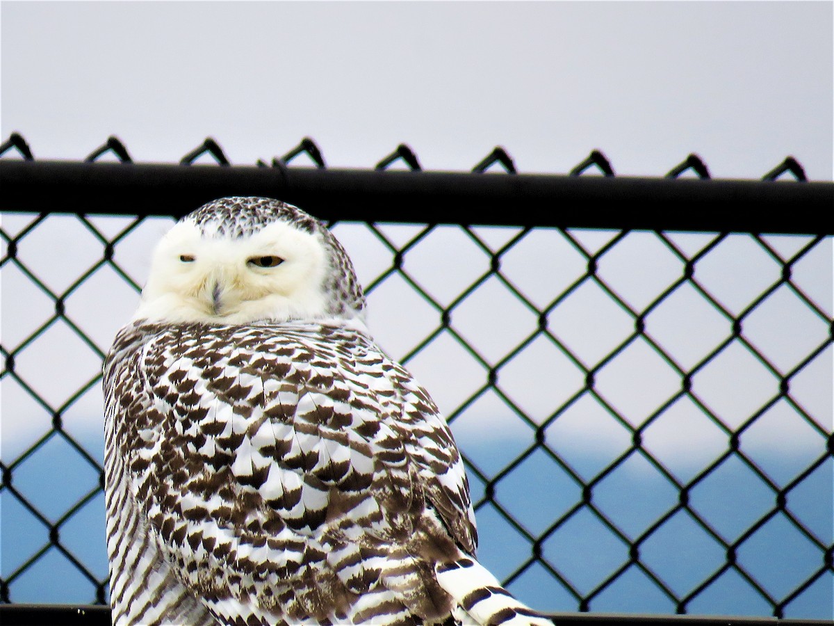Snowy Owl - ML78155791