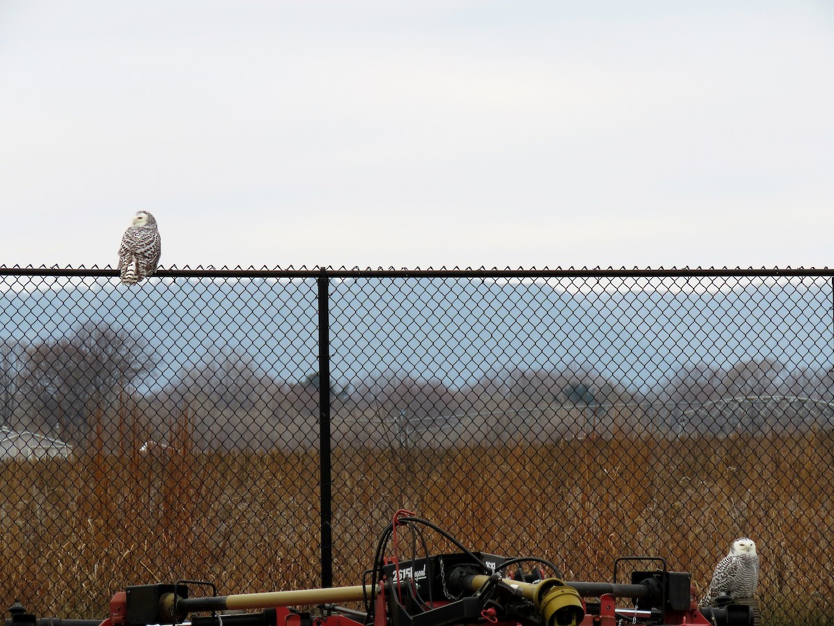 Snowy Owl - ML78155821