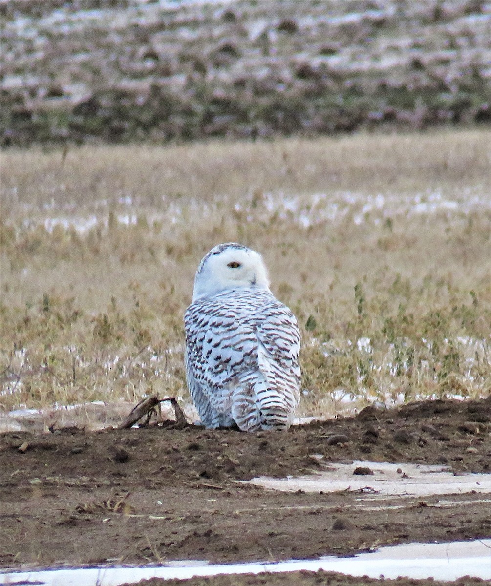 Snowy Owl - ML78156681