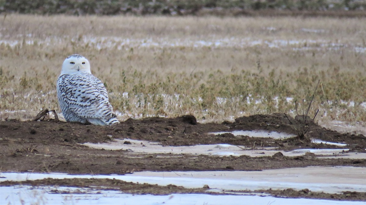Snowy Owl - ML78156691
