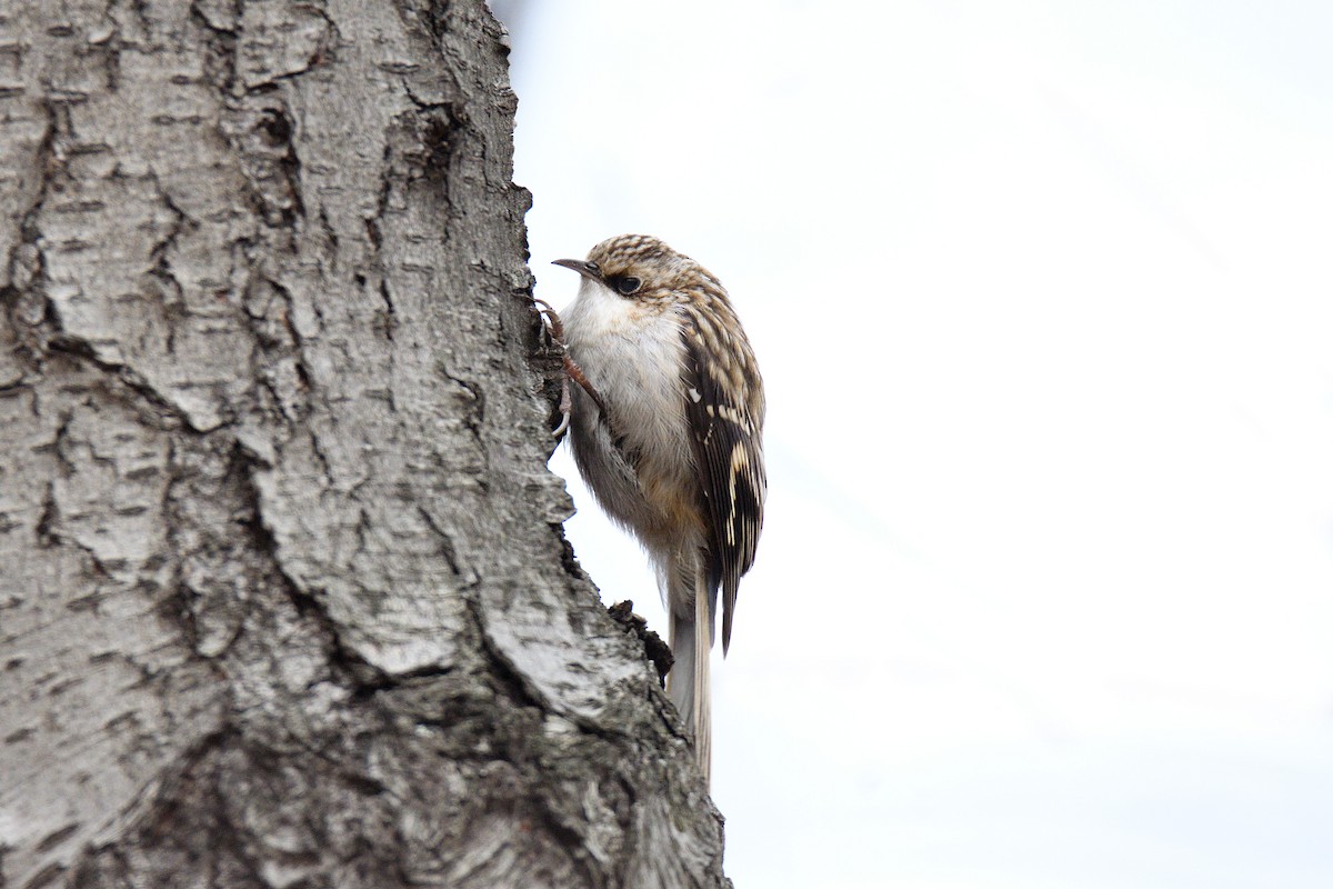 Brown Creeper - terence zahner