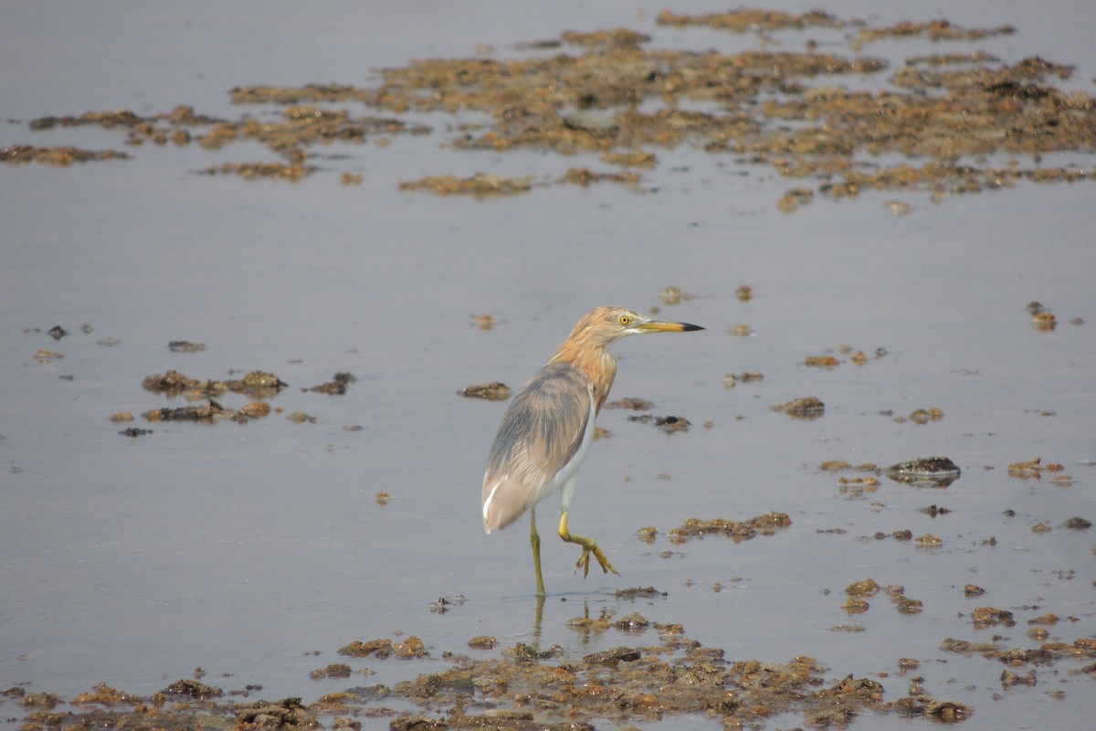 Javan Pond-Heron - ML78157581