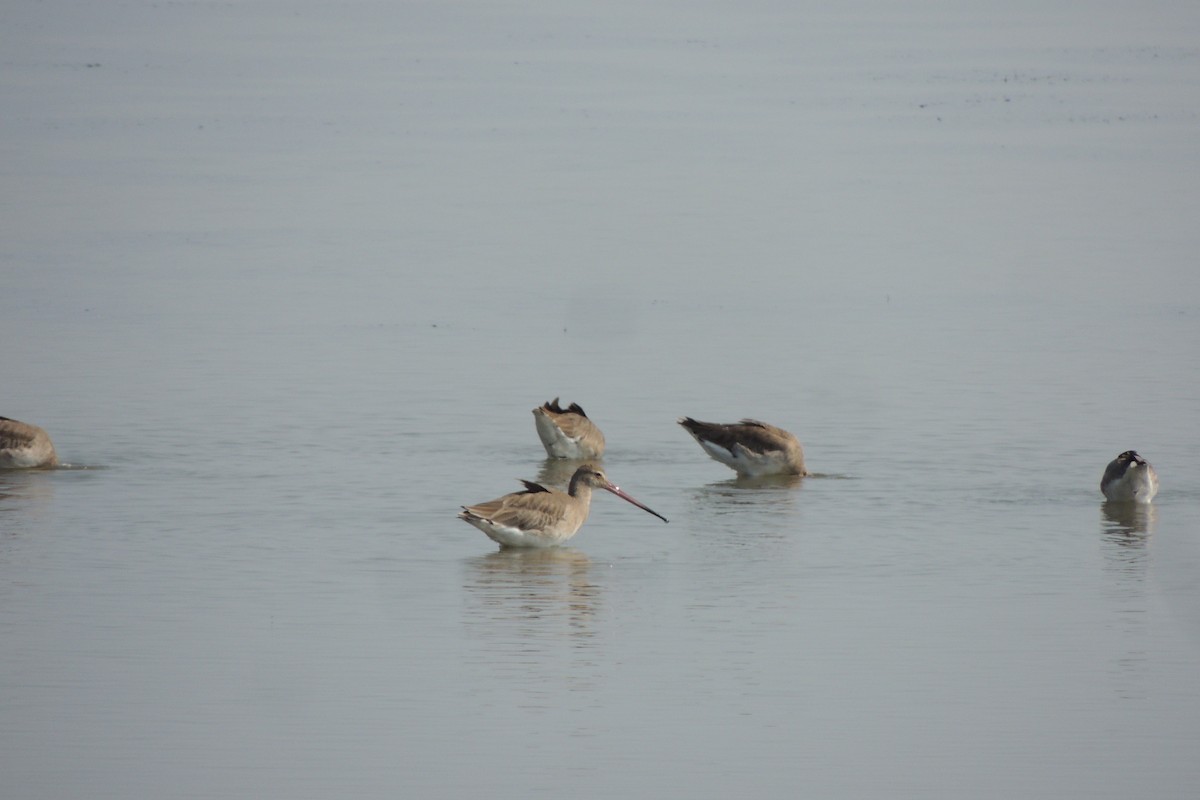 Black-tailed Godwit - ML78157671