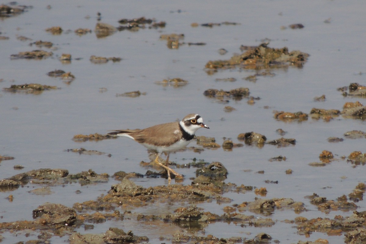 Little Ringed Plover - ML78157741