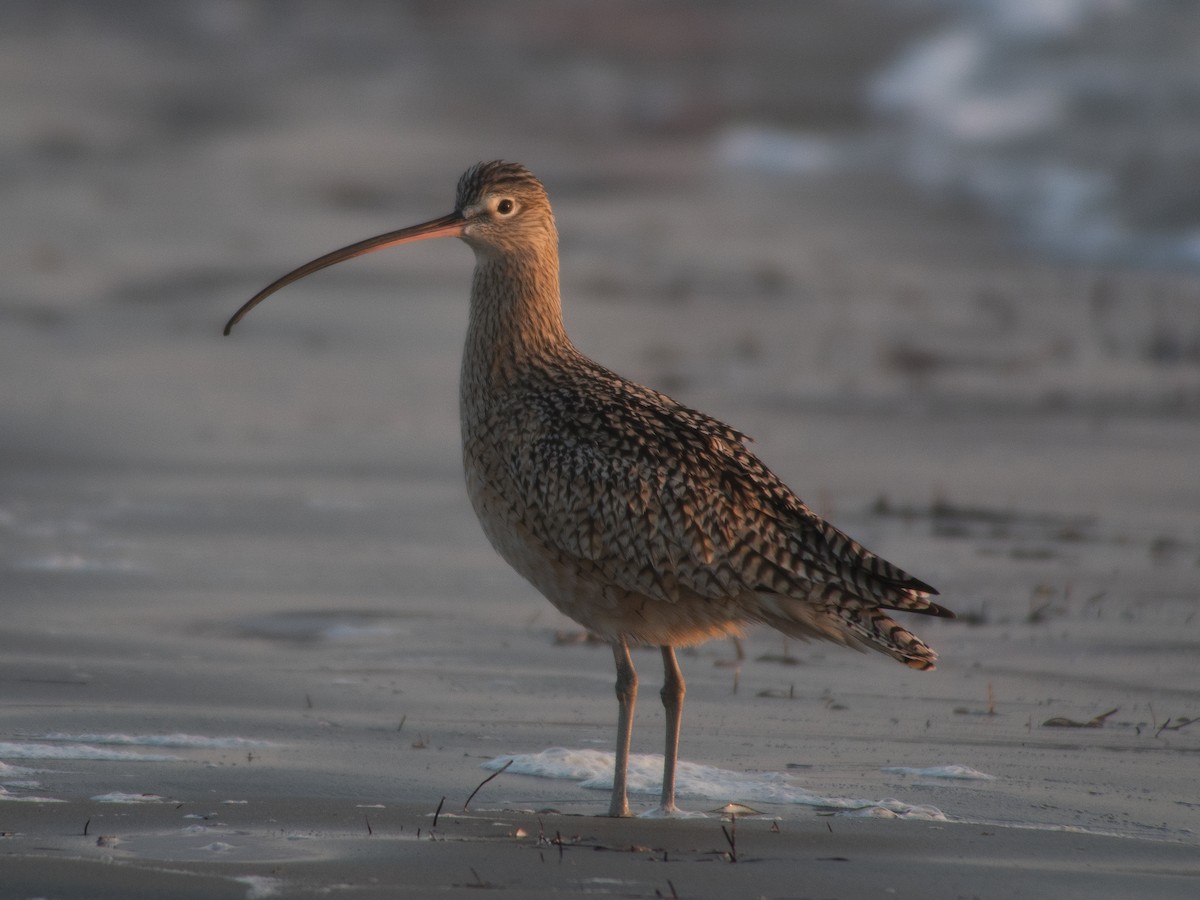 Long-billed Curlew - ML78158551