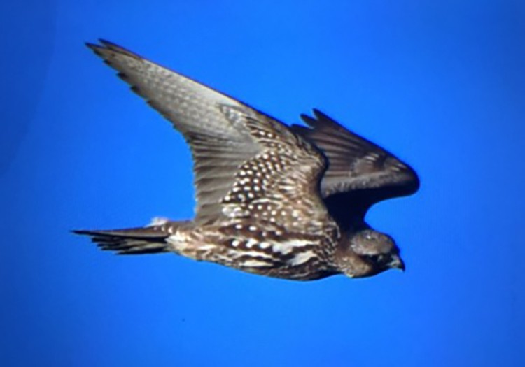 Gyrfalcon - ML78159401