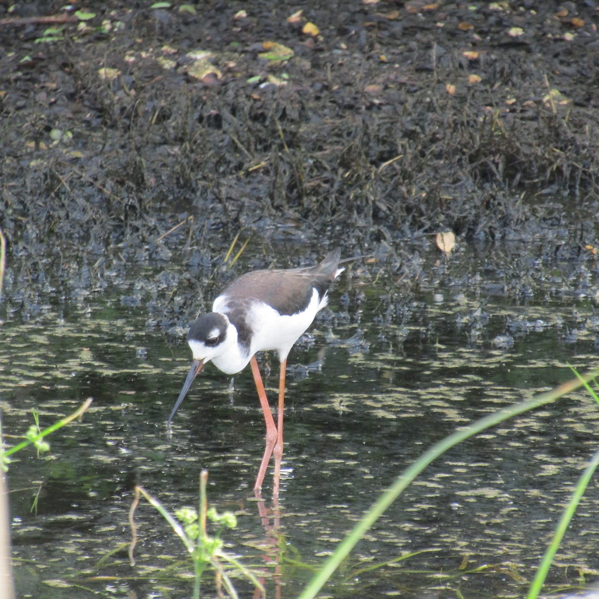 Black-necked Stilt - ML78160011