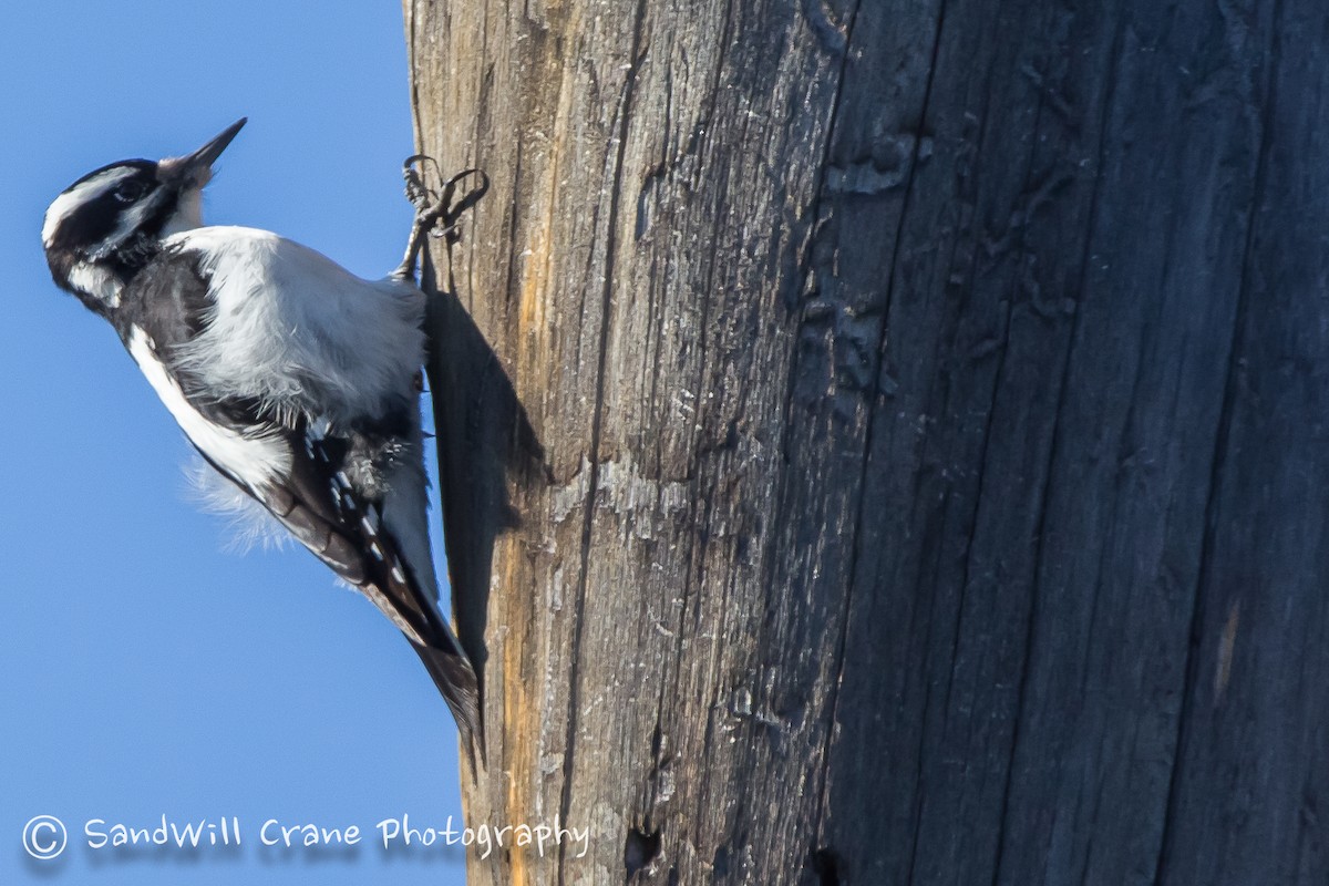 Hairy Woodpecker - ML78160231