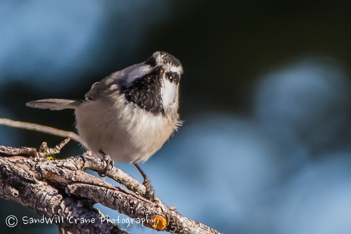 Mountain Chickadee - Will Sebern