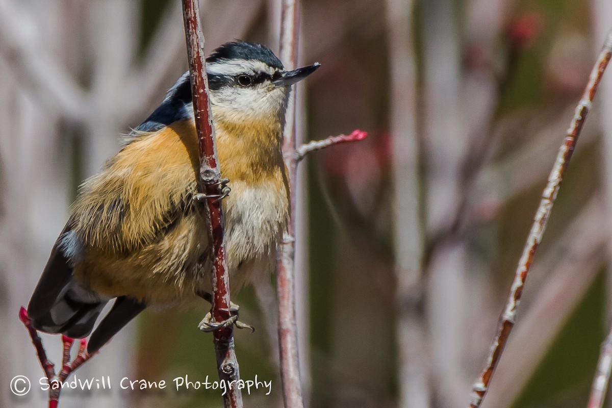 Red-breasted Nuthatch - ML78160321