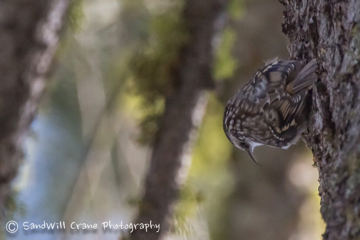 Brown Creeper - ML78160331