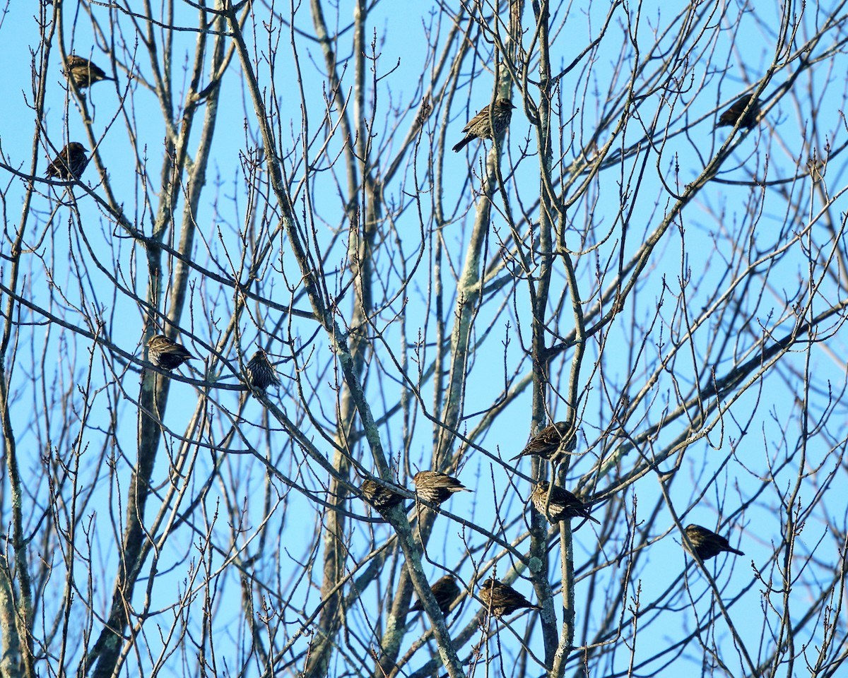 Red-winged Blackbird - Tom Murray