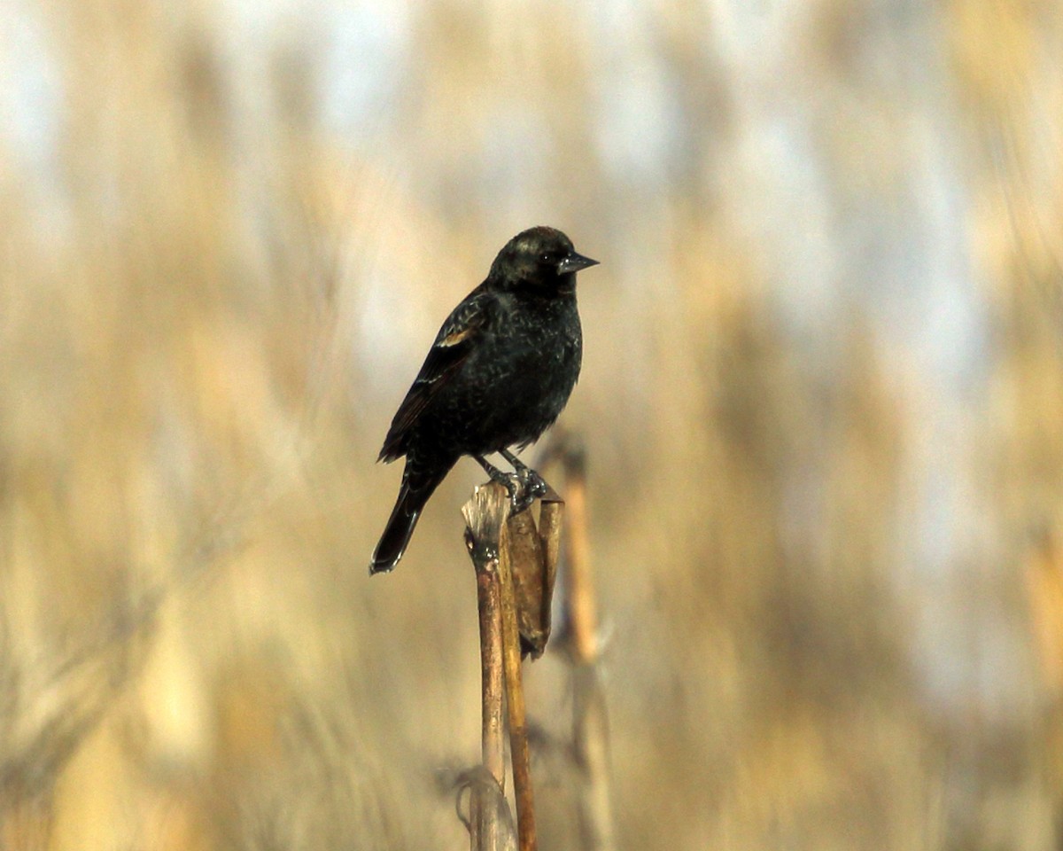 Red-winged Blackbird - Tom Murray