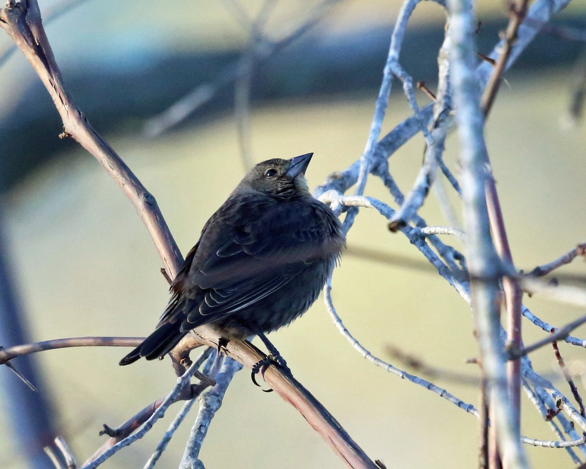 Brown-headed Cowbird - Tom Murray