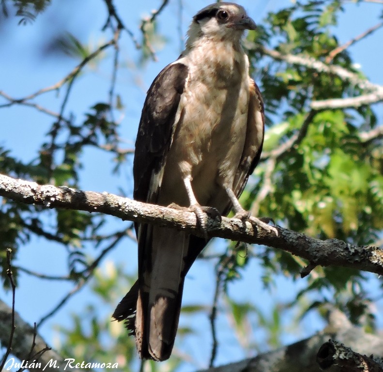 Caracara à tête jaune - ML78163951