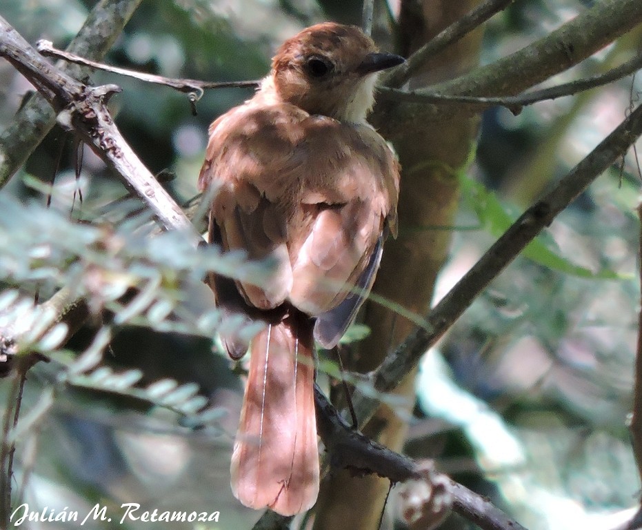 Rufous Casiornis - Julián Retamoza