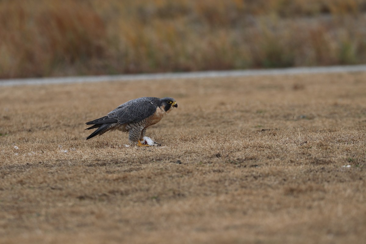 Peregrine Falcon - bill belford