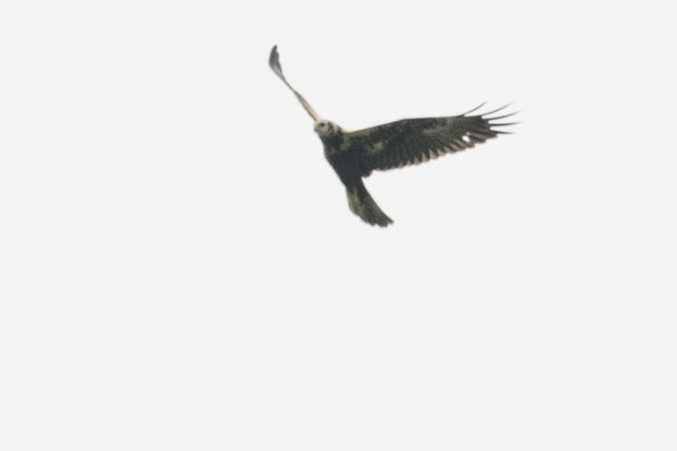 Eastern Marsh Harrier - Ken Langelier