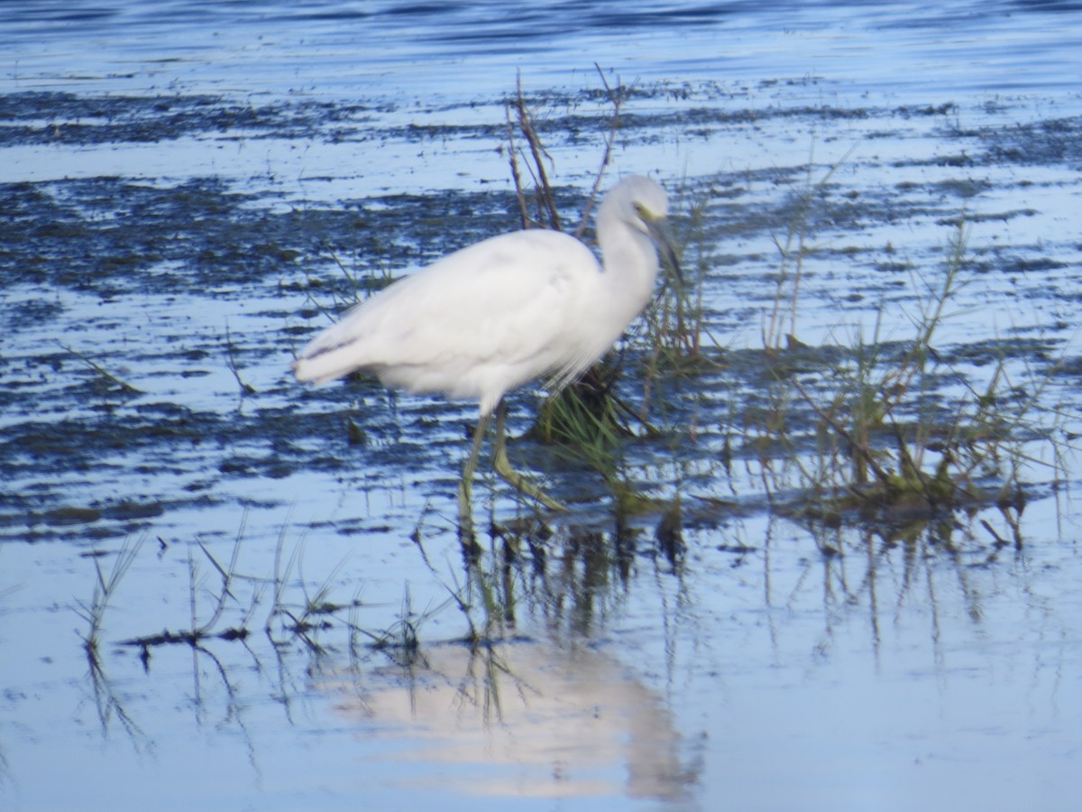 Little Blue Heron - B Griffin