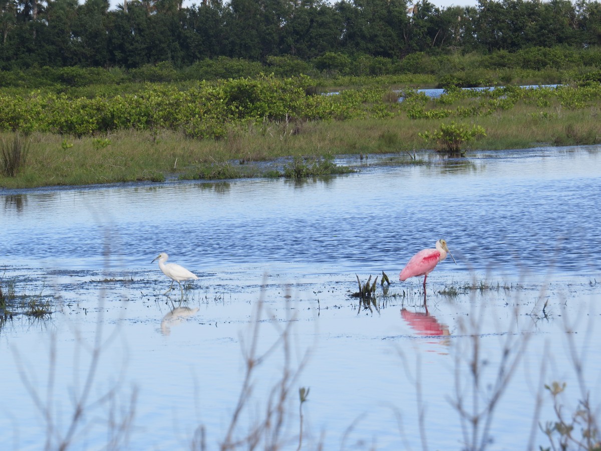 Little Blue Heron - ML78166331