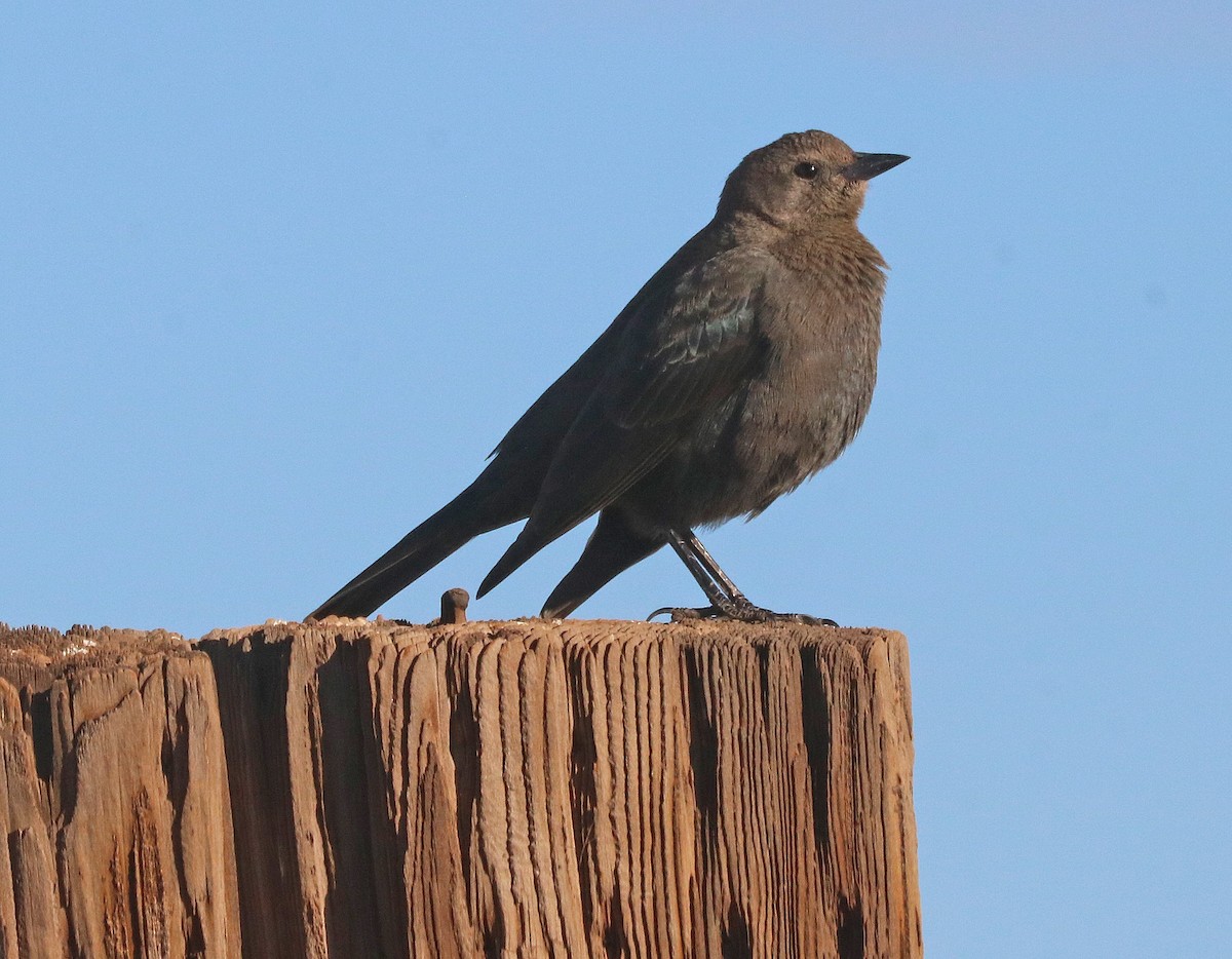 Brewer's Blackbird - ML78166421