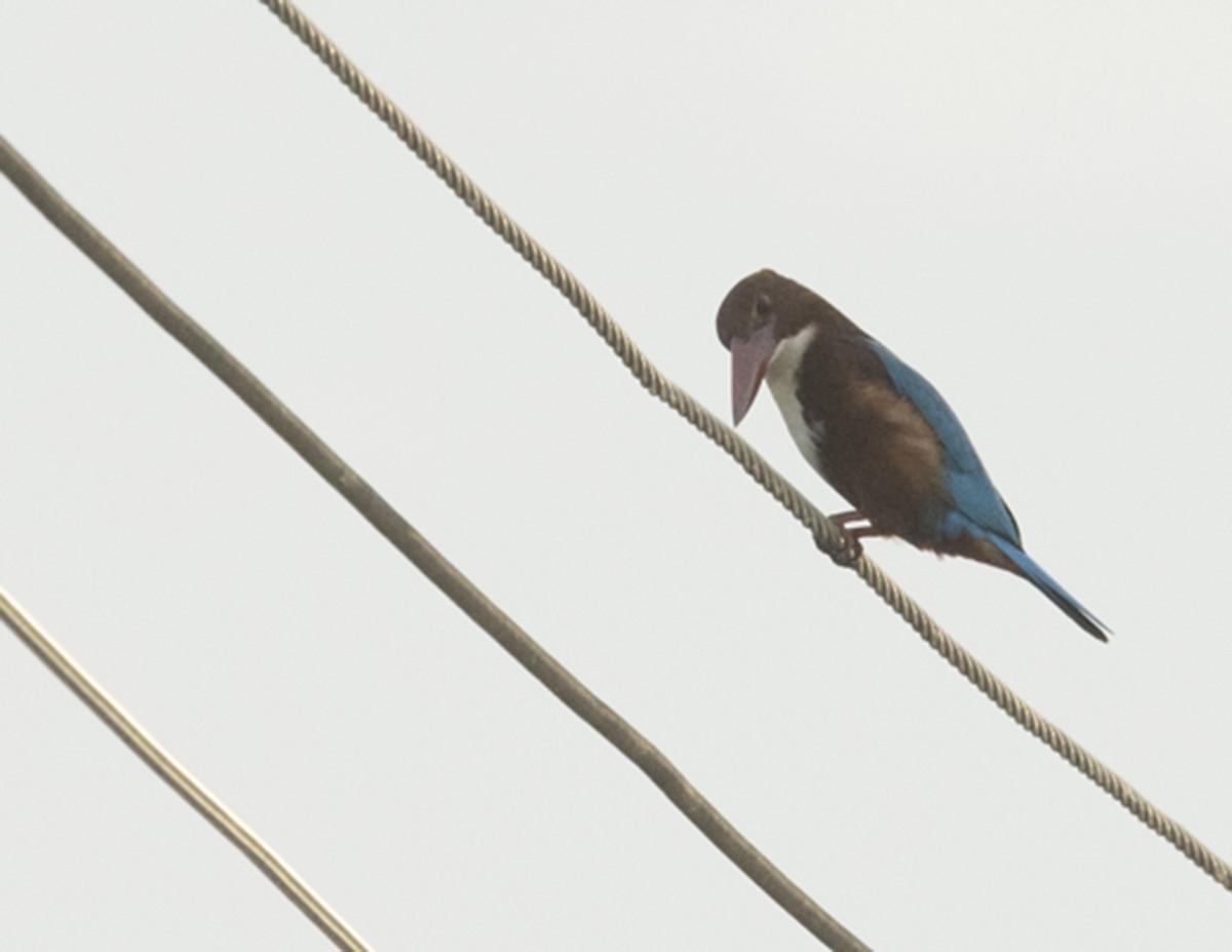 White-throated Kingfisher - Ken Langelier