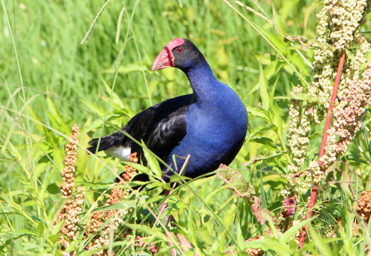 Australasian Swamphen - ML78167061