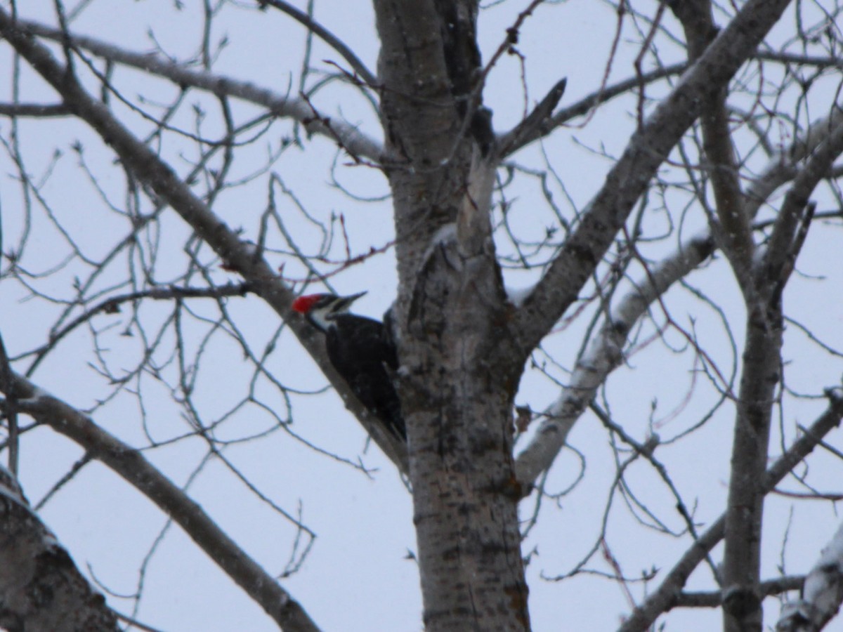 Pileated Woodpecker - Josiah Van Egmond