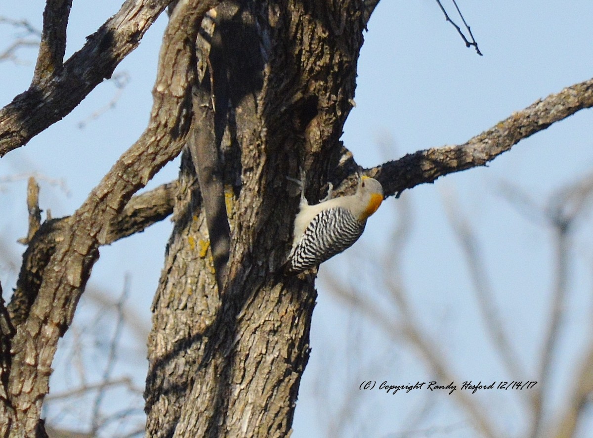 Golden-fronted Woodpecker - Randy Hesford