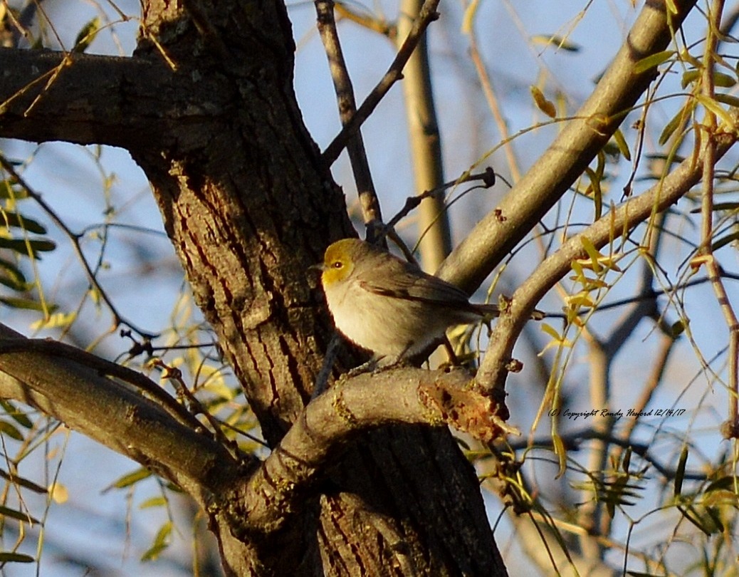 Verdin - Randy Hesford