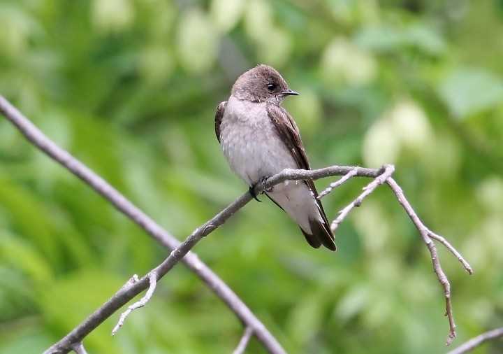 Northern Rough-winged Swallow - ML78173051
