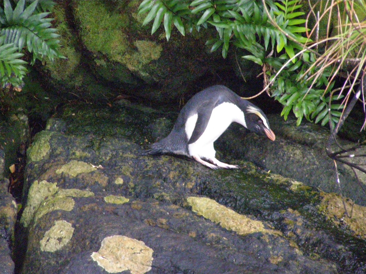 Fiordland Penguin - Peter Zika