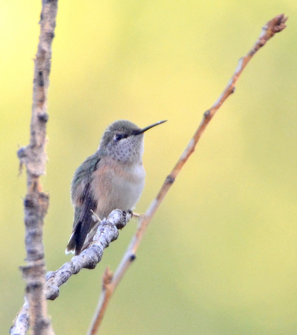 Colibrí Calíope - ML78176101