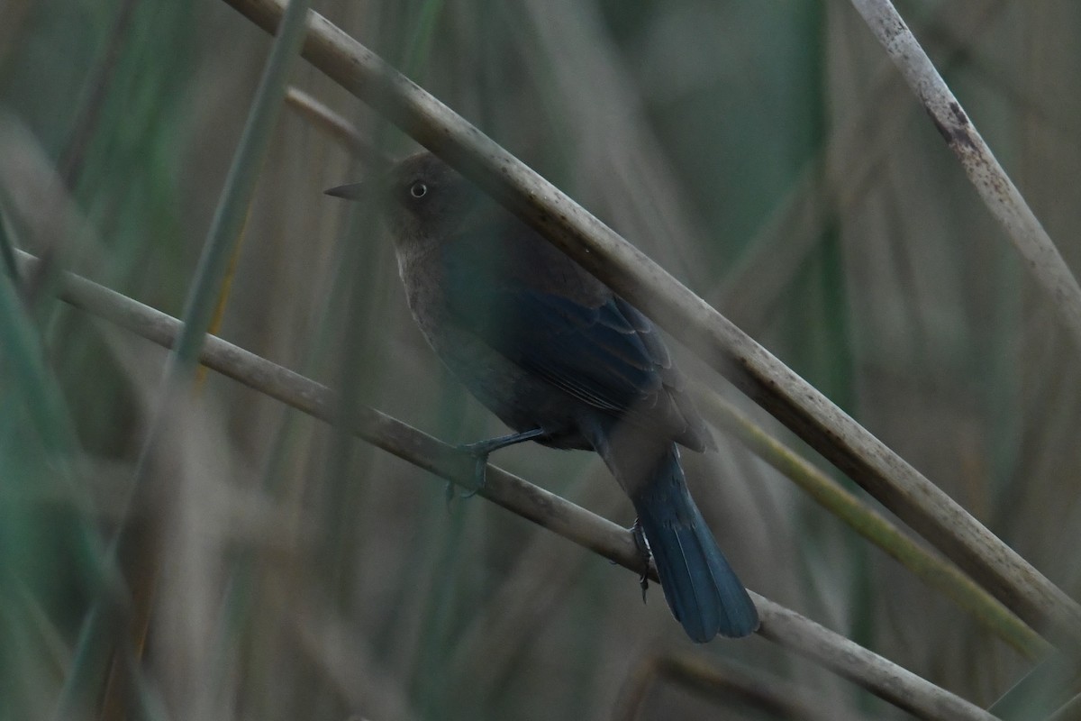 Rusty Blackbird - ML78177501