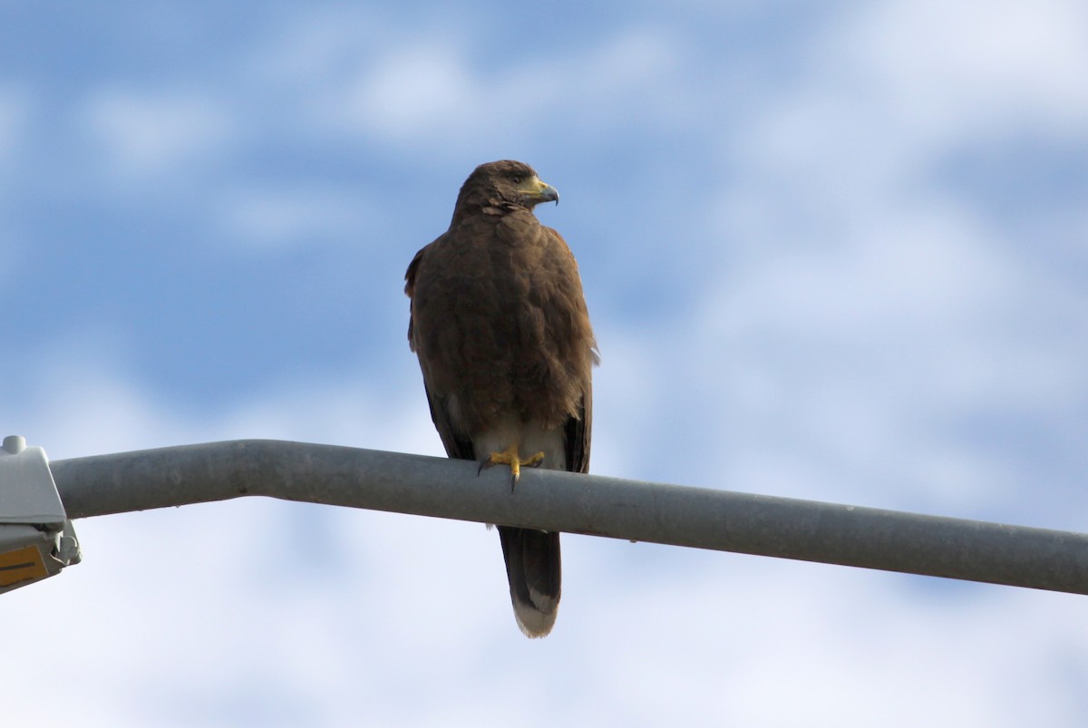 Harris's Hawk - ML78178151