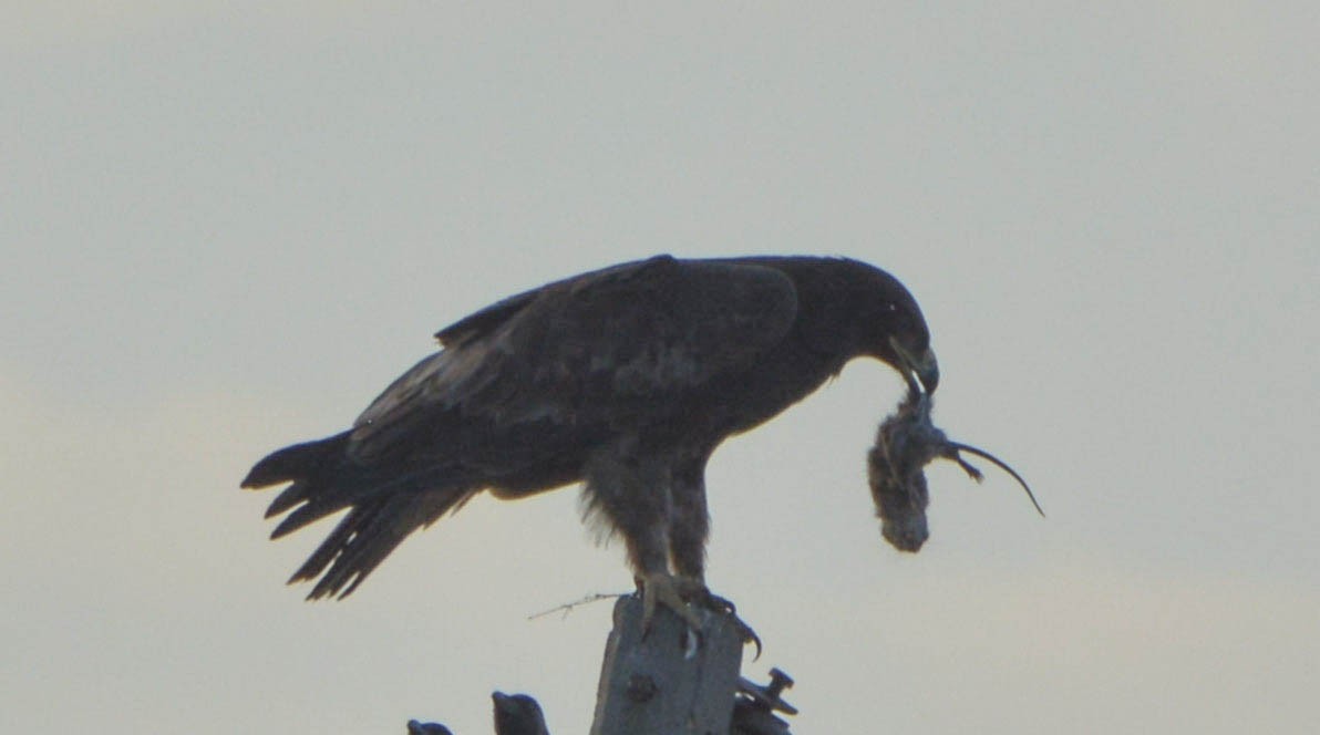 Tawny Eagle - ML78178421