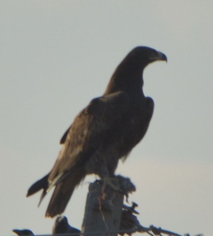 Tawny Eagle - ML78178561