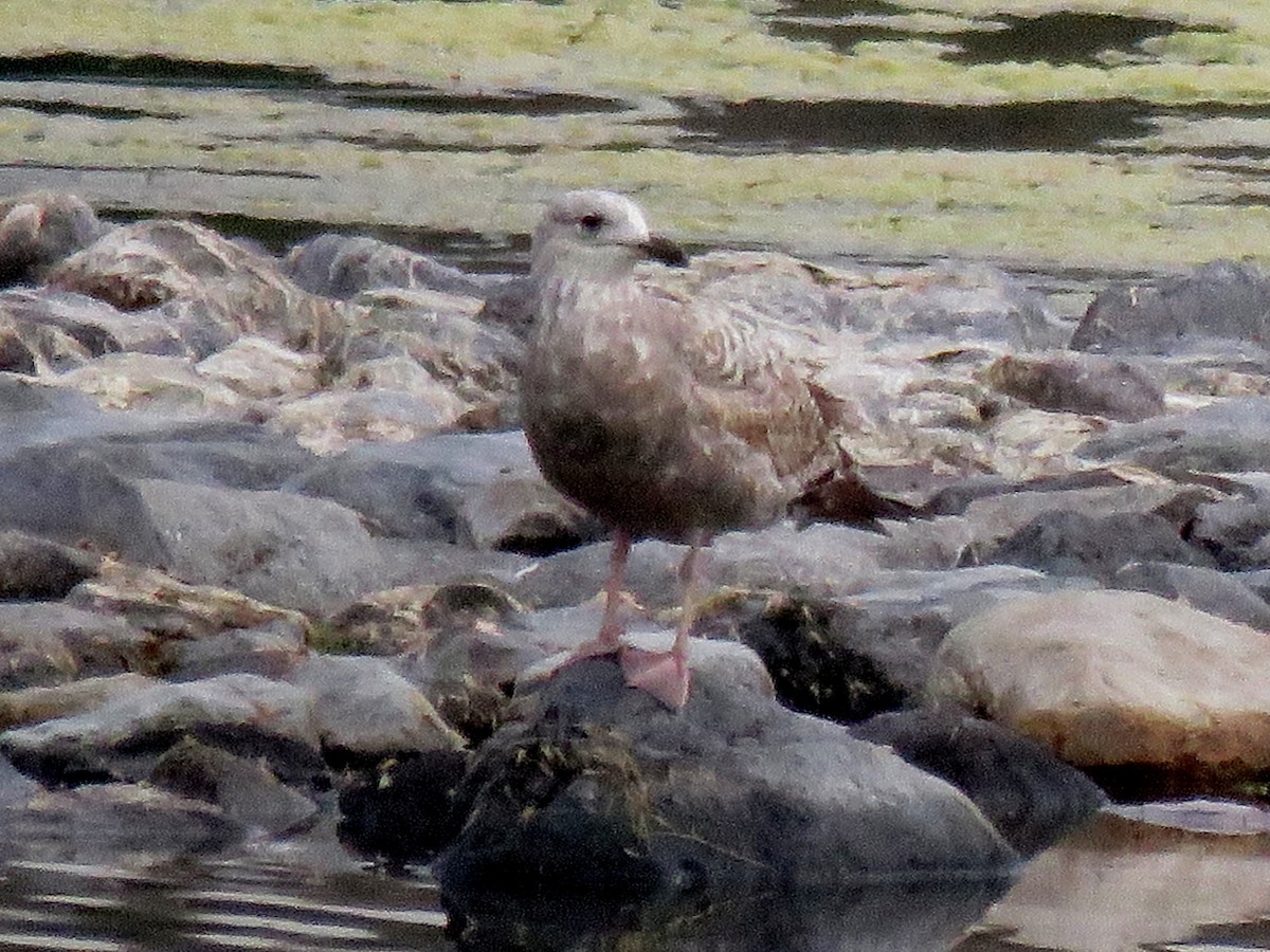 Herring Gull - ML78178731