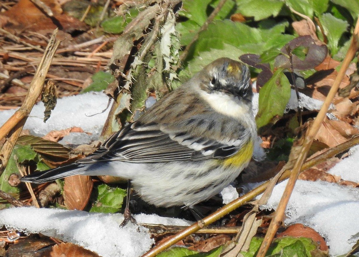 Yellow-rumped Warbler (Myrtle) - Joanne Muis Redwood