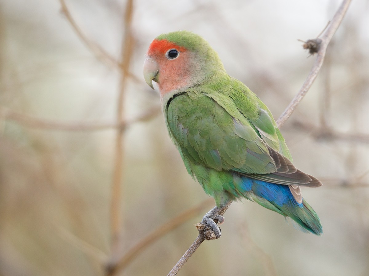 Rosy-faced Lovebird - Darren Clark