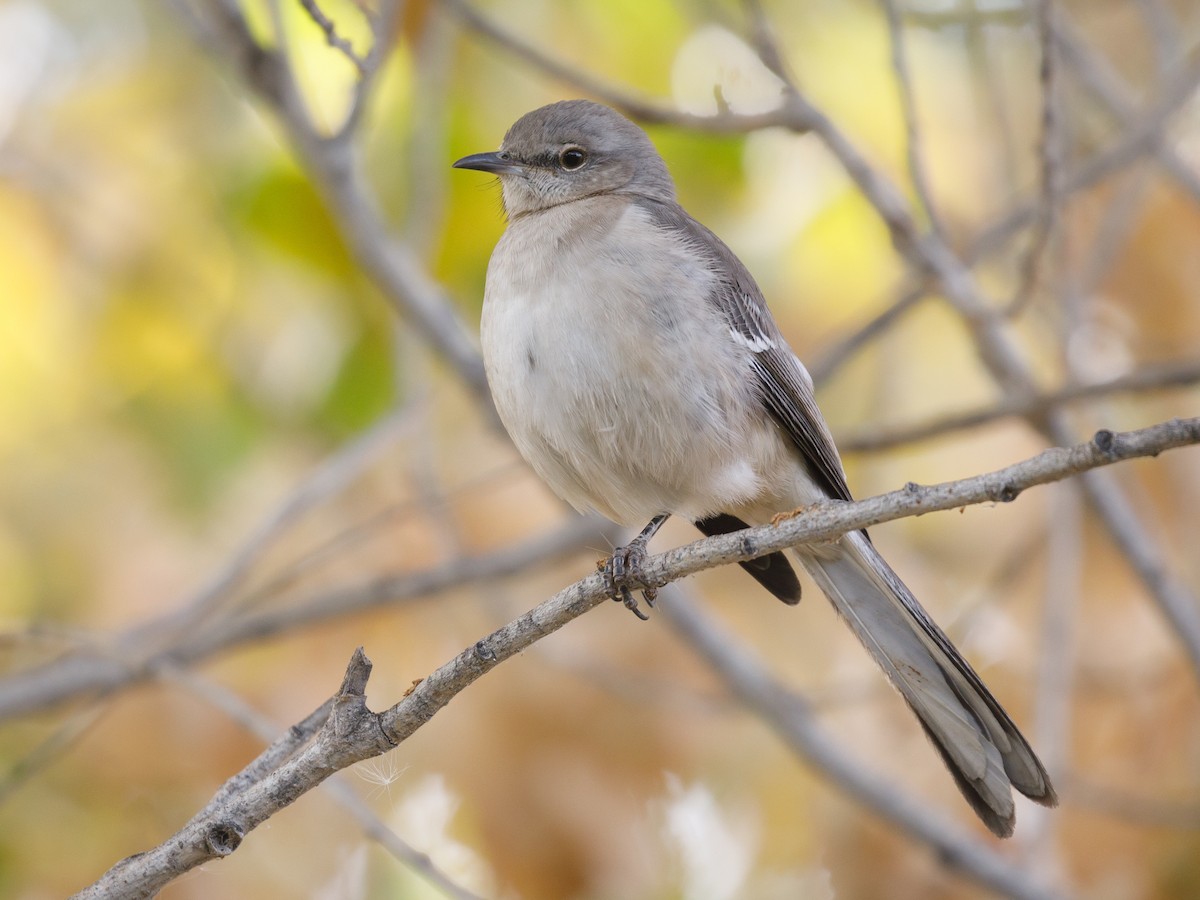 Northern Mockingbird - Darren Clark