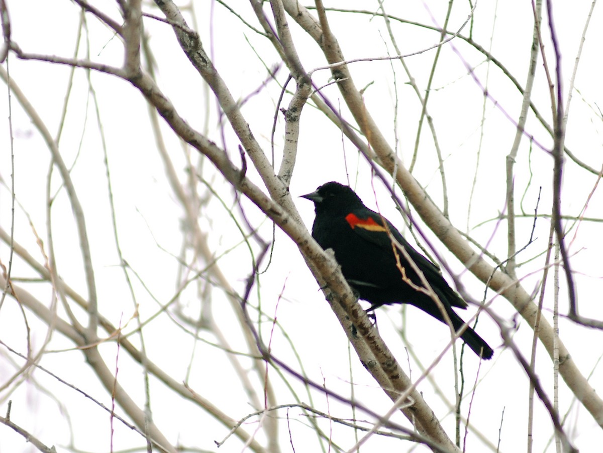 Red-winged Blackbird - ML78182351