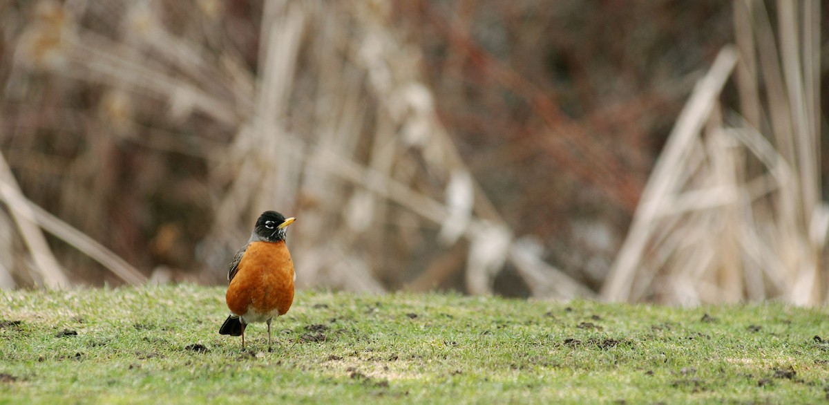 American Robin (migratorius Group) - ML78182411