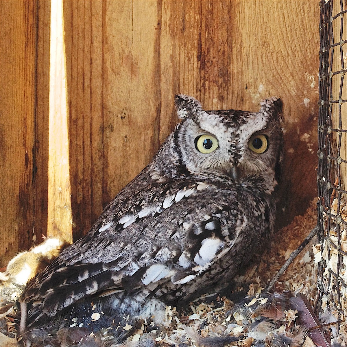 Eastern Screech-Owl - ML78183011